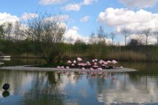 Zoom Flamingos